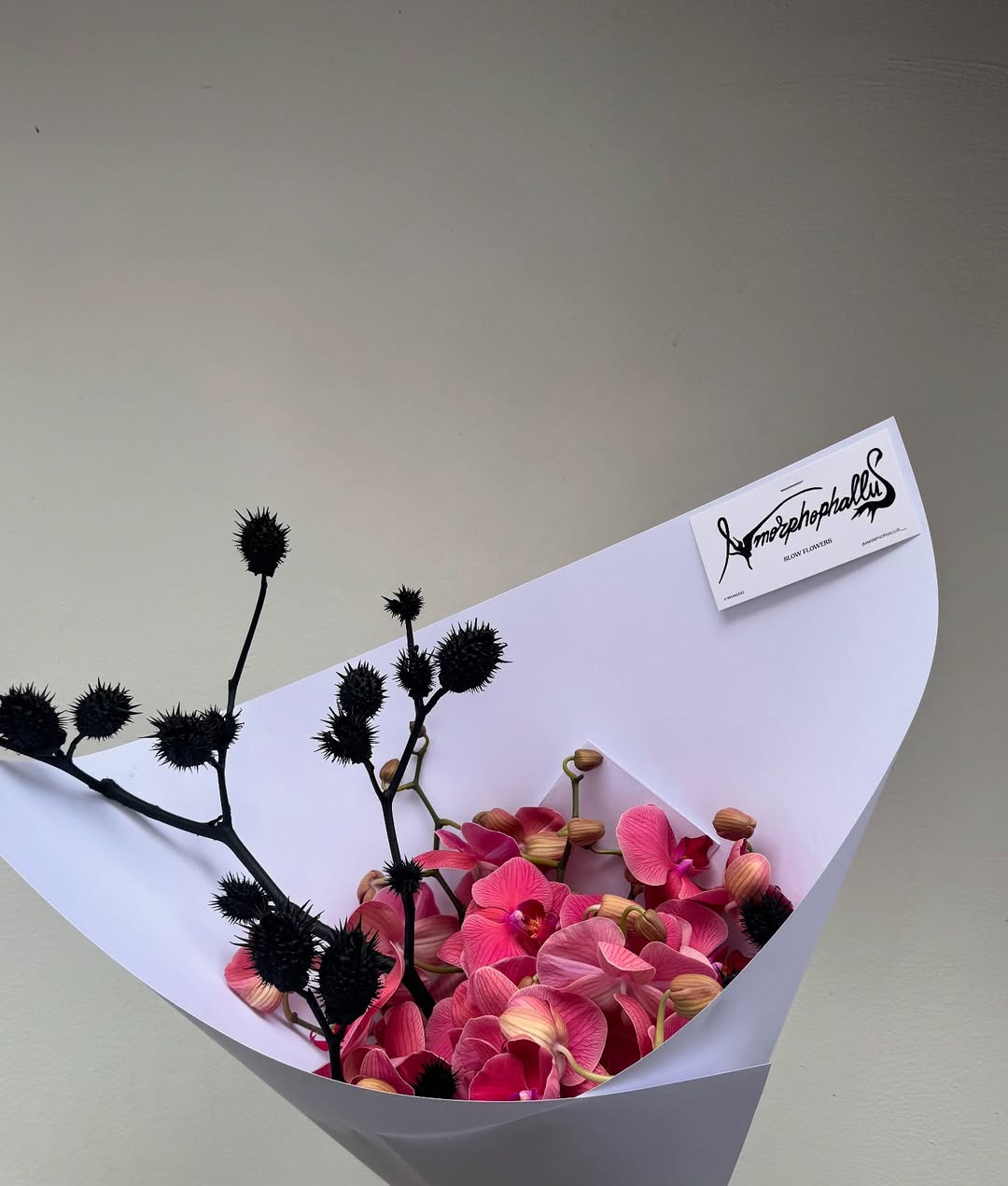 Buquê de orquídeas rosas com hastes pretas esculturais, embalado em papel lilás claro com etiqueta Amorphophallus.